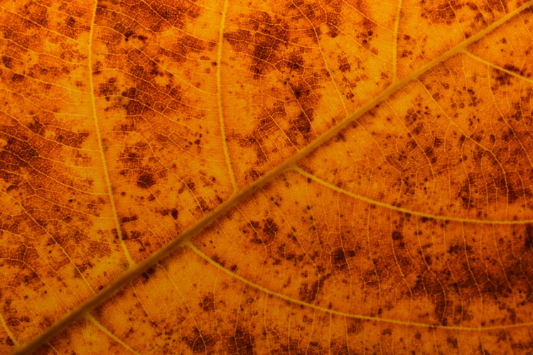 Da Ottobre a Dicembre