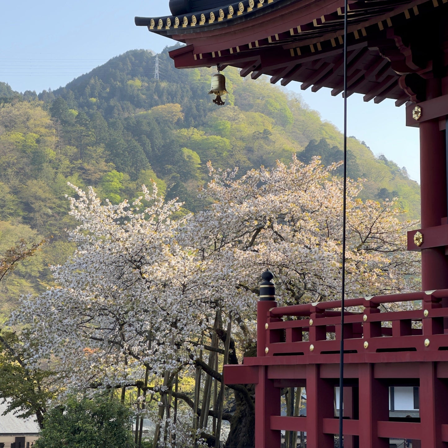 Giappone Hanami Edition 15/03 - 26/03