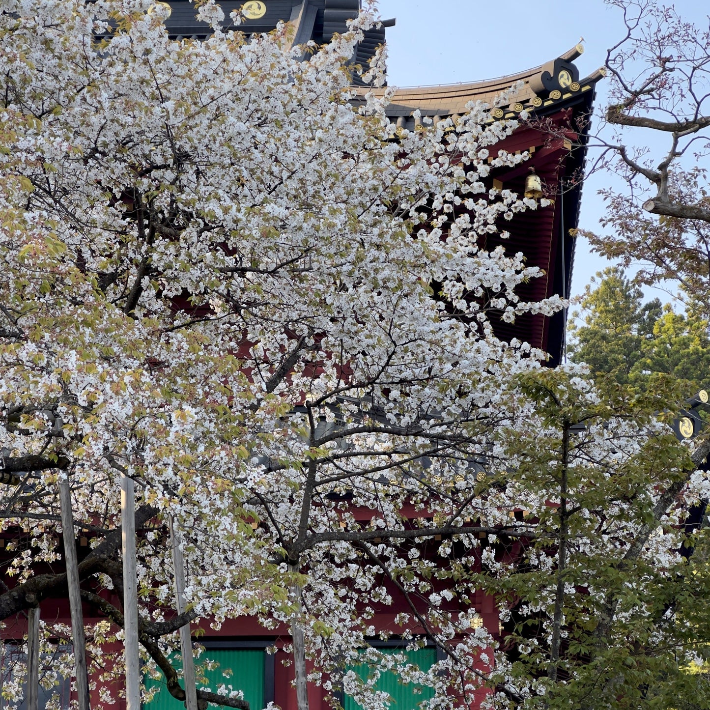 Giappone Hanami Edition 15/03 - 26/03