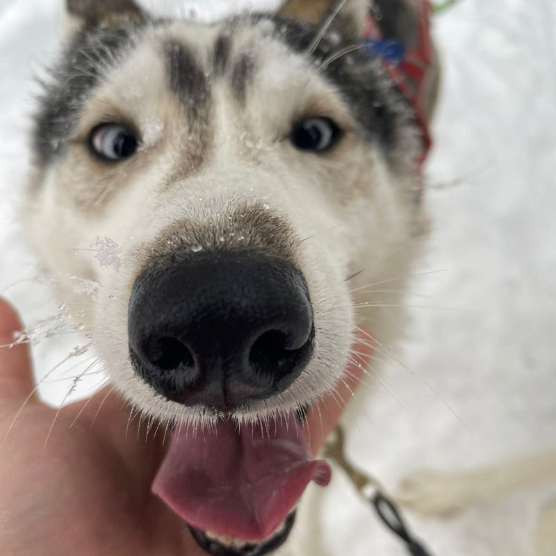 Carica immagine in Galleria Viewer, Lapponia dal 20 al 27 Gennaio 2026