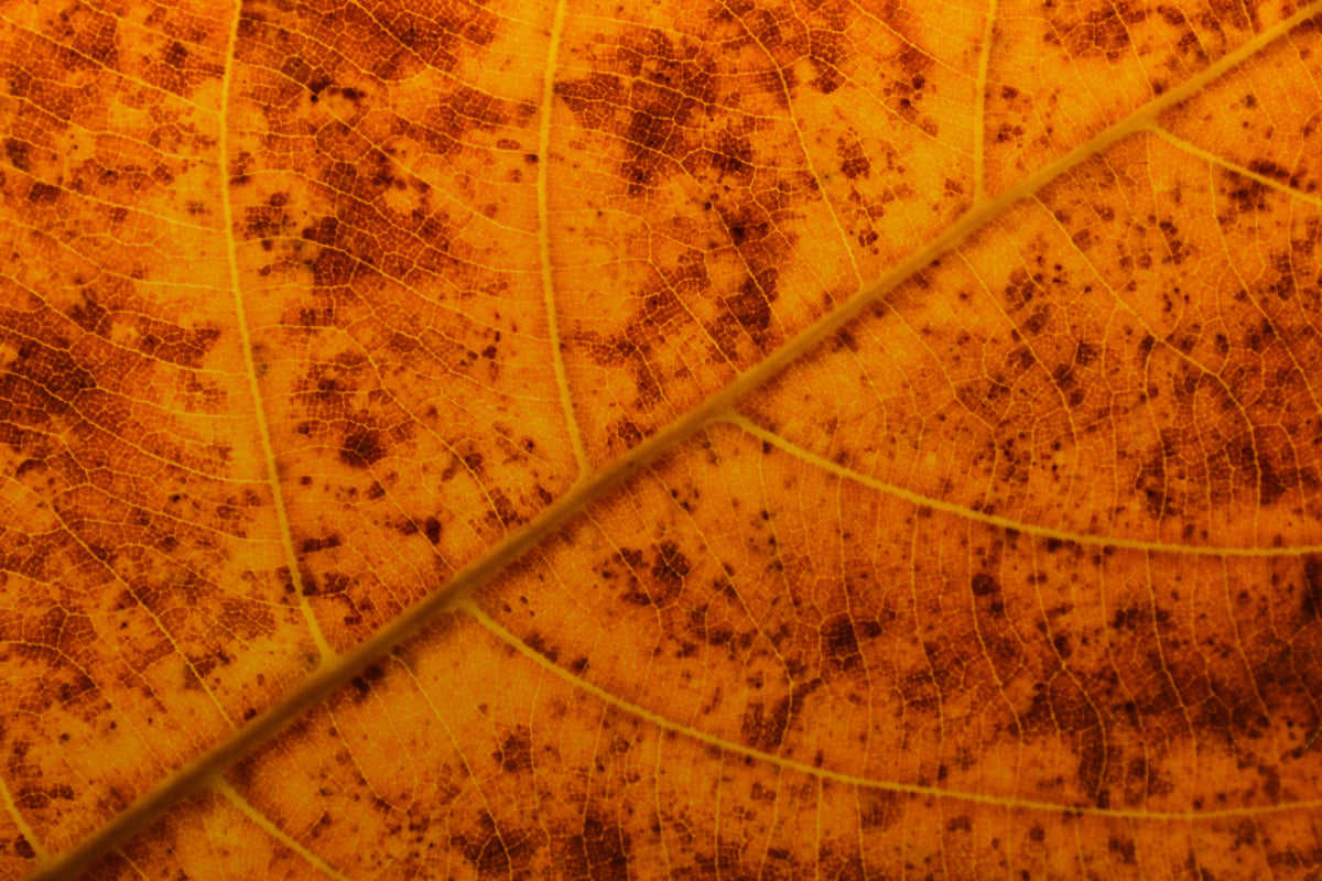 Ottobre Novembre Dicembre