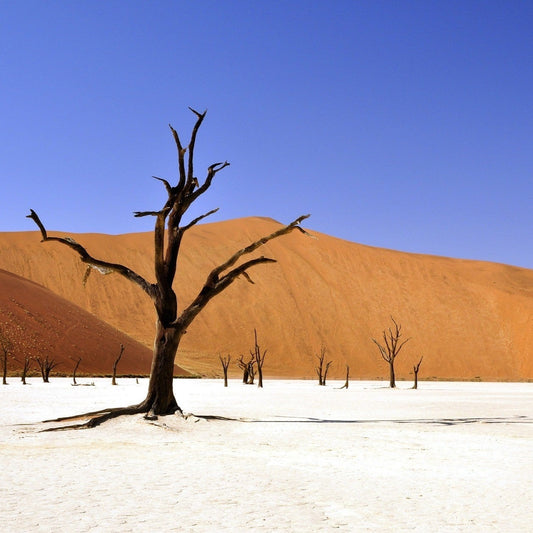 Namibia Expedition 29/02 - 12/03